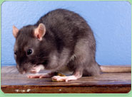 rat control Shepton Mallet